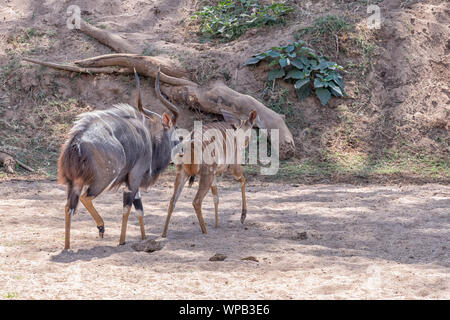 Ein nyala Stier, Tragelaphus angasii, Sniffing ein mutterschaf für Bereitschaft zu paaren. Stockfoto