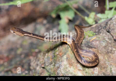Gemeinsame Mock Viper (Psammodynastes pulverulentus) auf einem Felsen am Regenwald Stock in Phuket Thailand. Stockfoto