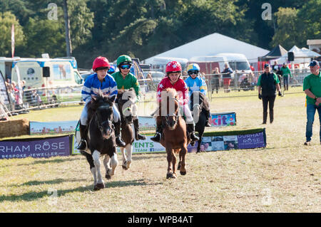 Sandringham, Norfolk, Großbritannien. 08.September 2019. Die 2019 Sandringham Spiel & Country Fair gehalten auf dem Sandringham Estate. Bild zeigt Shetland pony Racing. Urban Images-News/Alamy Stockfoto