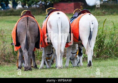 Sandringham, Norfolk, Großbritannien. 08.September 2019. Die 2019 Sandringham Spiel & Country Fair gehalten auf dem Sandringham Estate. Bild zeigt Esel ruhen & Essen zwischen den Fahrten. Urban Images-News/Alamy Stockfoto