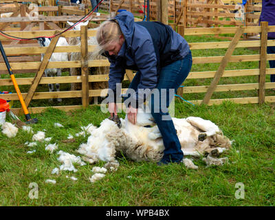 Eine Bäuerin, die Schafe scheren am Bilsdale Agricultural Show in North Yorkshire Stockfoto