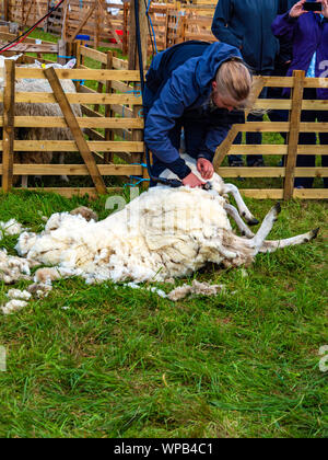 Eine Bäuerin, die Schafe scheren am Bilsdale Agricultural Show in North Yorkshire mit Kopie Raum Stockfoto