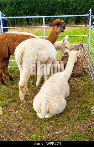 AA-Gruppe von Alpakas, Vicugna Pacos, auf Anzeige an der Bilsdale Landwirtschaft zeigen North Yorkshire 2019 Stockfoto