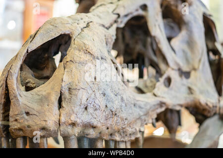 Schließen Sie herauf Bild der Tyrannosaurus Rex Schädel an der Sedgwick Museum der Geowissenschaften Stockfoto