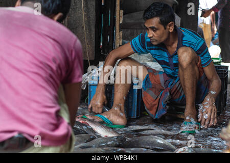 Fischer Reinigung Fische nach dem Verkauf von Fisch auf lokaler Fischmarkt in Bangladesch, Life style Straße Foto des ländlichen urban Bangladesch hilsha ilsha Padma Stockfoto