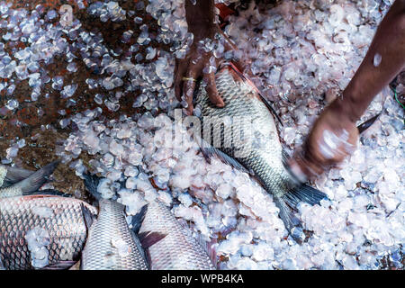 Fischer Reinigung Fische nach dem Verkauf von Fisch auf lokaler Fischmarkt in Bangladesch, Life style Straße Foto des ländlichen urban Bangladesch hilsha ilsha Padma Stockfoto