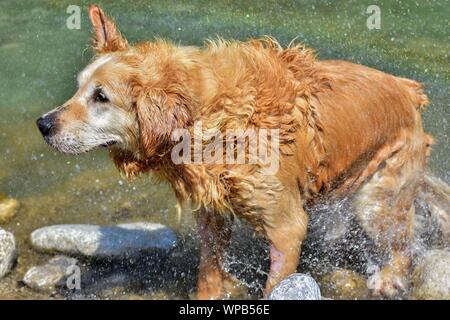 Golden Retriever schüttelte das Wasser nach dem Schwimmen im Fluss Stockfoto