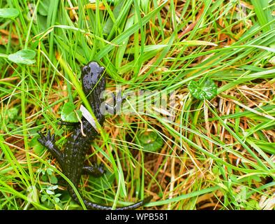 Der alpensalamander Salamandra atra im Gras, hoch in den Bergen Stockfoto