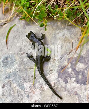 Der alpensalamander Salamandra atra im Gras, hoch in den Bergen Stockfoto
