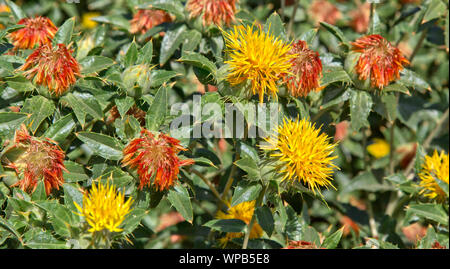 Carthamus tinctorus Safflowers'' Blüte, Feld wächst. Stockfoto