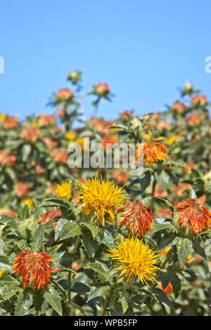 Carthamus tinctorus Safflowers'' Blüte, Feld wächst. Stockfoto