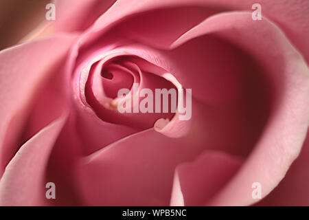 Schöne rosa Rose Nahaufnahme. Coral zarte Rose Stockfoto