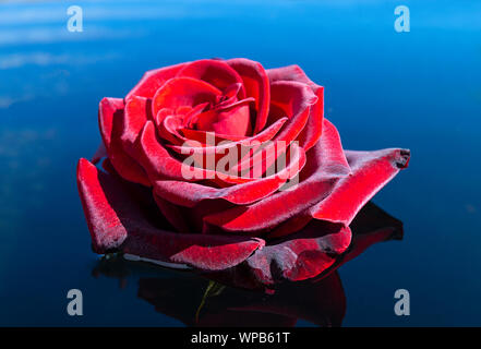 Rote Rose auf Flächen des blauen Wassers bei Solar Tag im Sommer Stockfoto