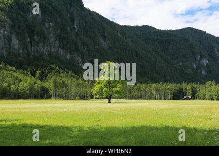 Schöne Logar-tal oder Logarska dolina Park, Slowenien, Europa. Inspiration Reisen unter Kamniker-Savinjer Alpen. Stockfoto