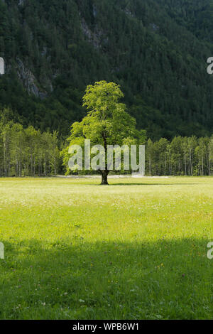 Schöne Logar-tal oder Logarska dolina Park, Slowenien, Europa. Inspiration Reisen unter Kamniker-Savinjer Alpen. Stockfoto