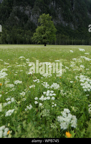 Schöne Logar-tal oder Logarska dolina Park, Slowenien, Europa. Inspiration Reisen unter Kamniker-Savinjer Alpen. Stockfoto