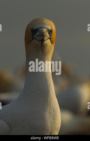 Australasian gannet Morus serrator, erwachsene Profil, Cape Kidnapper, Neuseeland, November Stockfoto