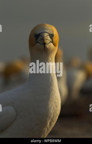 Australasian gannet Morus serrator, erwachsene Profil, Cape Kidnapper, Neuseeland, November Stockfoto