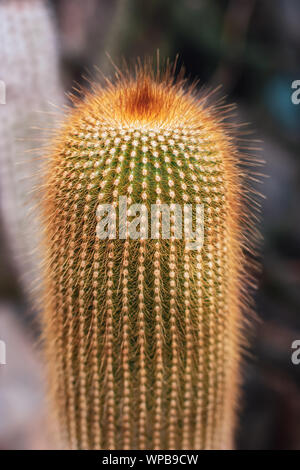Dicke lange Cactus mit hellen roten Zeigern. Weiche Nadeln. Selektiver Fokus auf den Kaktus, der Hintergrund ist unscharf. Stockfoto