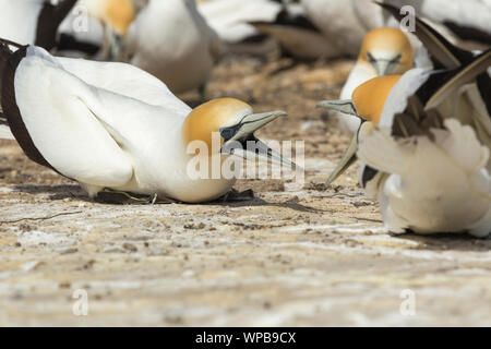 Australasian gannet Morus serrator, Erwachsene, Aggression, die in der Kolonie, Cape Kidnapper, Neuseeland, November Stockfoto