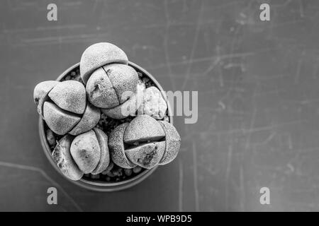 Flach. Wenig Kaktus im Topf Schuß von oben. Sieht aus wie Steine. Schwarz-weiß Foto. Kopieren Sie Platz. Stockfoto