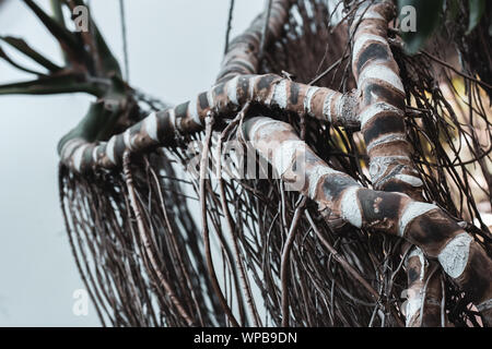 Gestreifte Stämme und Äste eines tropischen Baumes wie Schlangen verflochten. Viele lange Zweige nach unten hängen. Selektiver Fokus auf die ersten Niederlassungen. Die hinterg Stockfoto