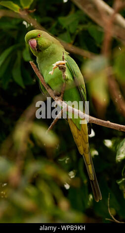 Rose-ringed Parakeet Psittacula krameri thront auf einem Zweig Alameda Apodaca Cadiz Spanien Stockfoto