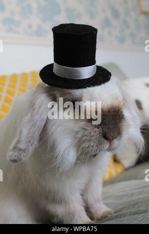 White Rabbit trägt einen schwarzen Hut Stockfoto