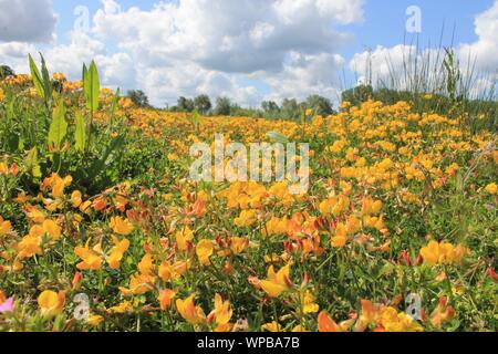 Gelbe Blüten des Vogelfußblatts (Lotus corniculatus) Unter einem blauen Himmel Stockfoto