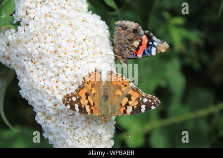 Distelfalter und Admiral whitebuddleja butterflieson Eine rote Blume Stockfoto