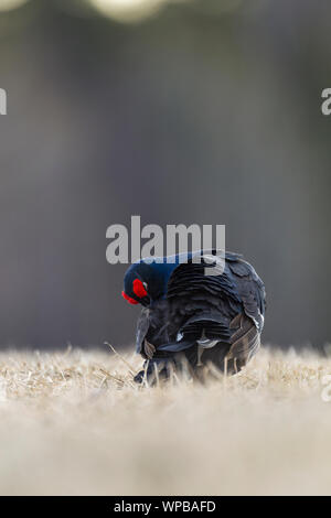 Birkhuhn Tetrao tetrix, männlichen Erwachsenen, bei lek Website, Kuusamo, Finnland putzen, April Stockfoto