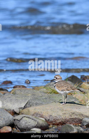 Ein Killdeer am Ufer des Comox Hafen Stockfoto