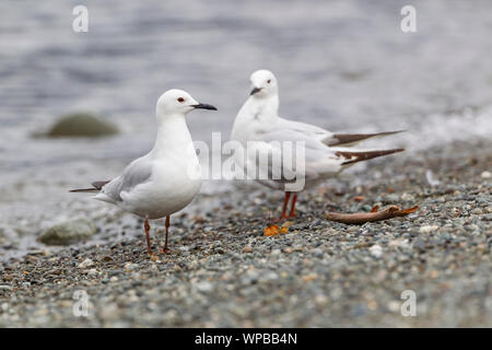 Schwarz-billed gull Chroicocephalus bulleri, immatures, entlang der Küste, Lake Te Anau, Neuseeland, November Stockfoto