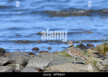 Ein Killdeer am Ufer des Comox Hafen Stockfoto