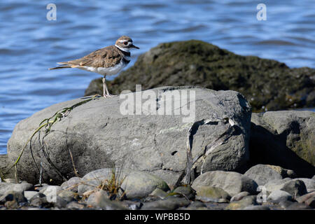 Ein Killdeer am Ufer des Comox Hafen Stockfoto