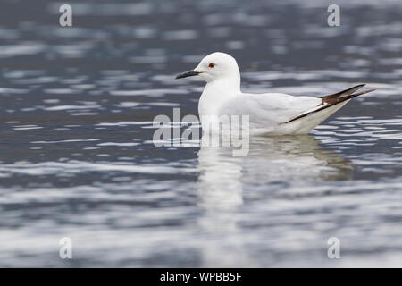 Schwarz-billed gull Chroicocephalus bulleri, Unreife, Schwimmen, See, Te Anau, Neuseeland, November Stockfoto