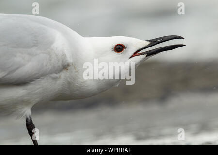 Schwarz-billed Gull Chroicocephalus bulleri, Berufung, Lake Te Anau, Neuseeland, November Stockfoto