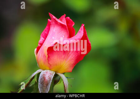 Rosa 'Beauty'-Hybrid Tea Rose Stockfoto