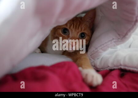 Unsere Ginger cat, Ingwer, unter einer Bettdecke guckte Stockfoto