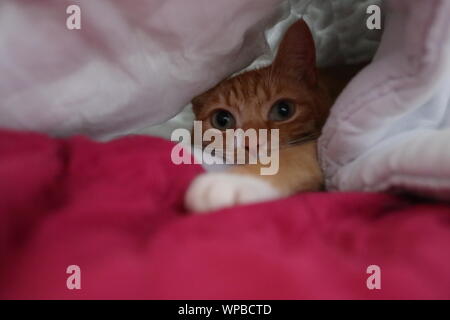 Unsere Ginger cat, Ingwer, unter einer Bettdecke guckte Stockfoto