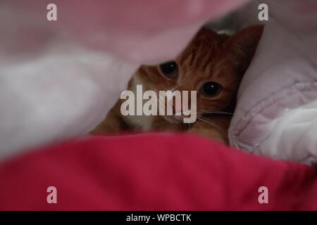 Unsere Ginger cat, Ingwer, unter einer Bettdecke guckte Stockfoto