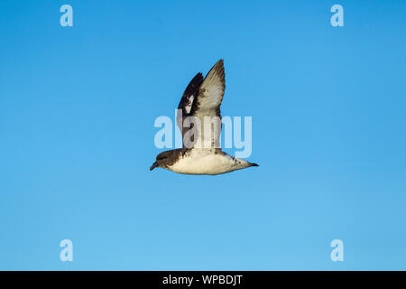 Snares Kap petrel Daption capense Australe, Erwachsener, im Flug, in der Nähe von Kaikoura, Neuseeland, November Stockfoto