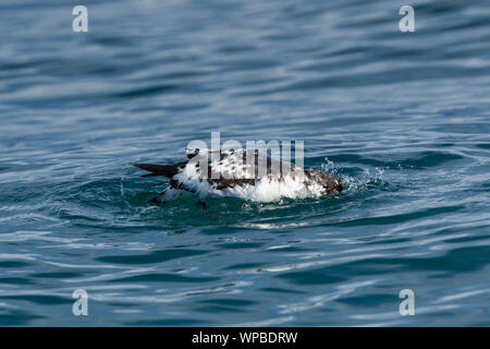 Snares Kap petrel Daption capense Australe, Erwachsener, Baden im Meer, in der Nähe von Kaikoura, Neuseeland, November Stockfoto