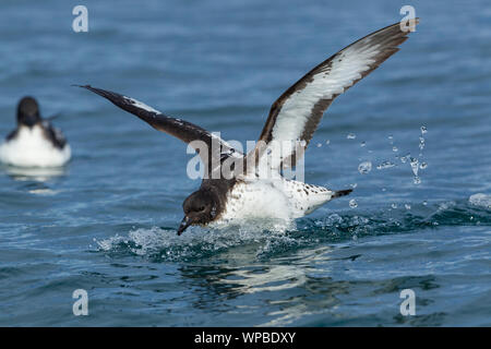 Snares Kap petrel Daption capense Australe, Erwachsener, Baden im Meer, in der Nähe von Kaikoura, Neuseeland, November Stockfoto