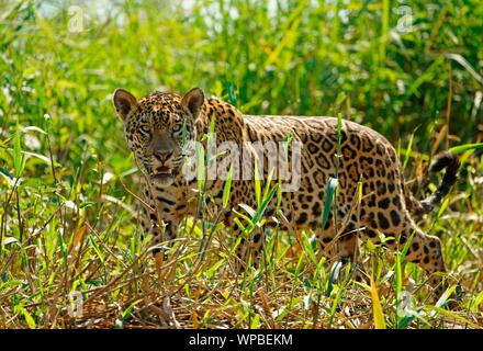 Jaguar (Panthera onca), mit Blick in die Kamera, Pantanal, Mato Grosso, Brasilien Stockfoto