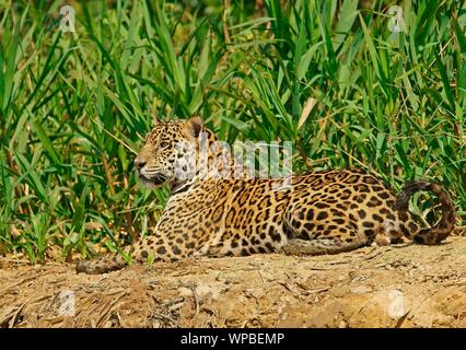 Jaguar (Panthera onca), männlich, liegen am Ufer, Pantanal, Mato Grosso, Brasilien Stockfoto