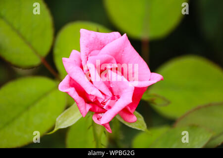 Rosa Duft erfreuen - Hybrid Tea Rose - Sehr aromatisch Stockfoto