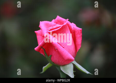 Rosa Duft erfreuen - Hybrid Tea Rose - Sehr aromatisch Stockfoto