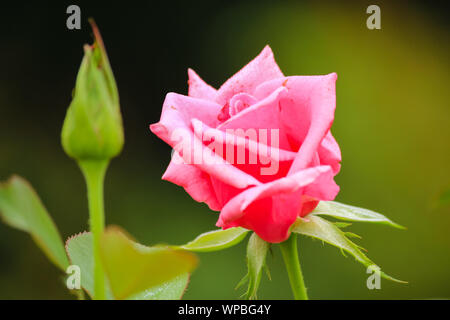 Rosa Duft erfreuen - Hybrid Tea Rose - Sehr aromatisch Stockfoto