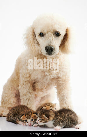 Weißer Pudel Hund mit kleinen Kitty's auf weißem Hintergrund Stockfoto